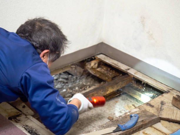 Best Mold Testing  in St Charles, IL