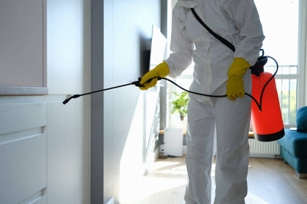 Best Same-Day Mold Removal  in St Charles, IL