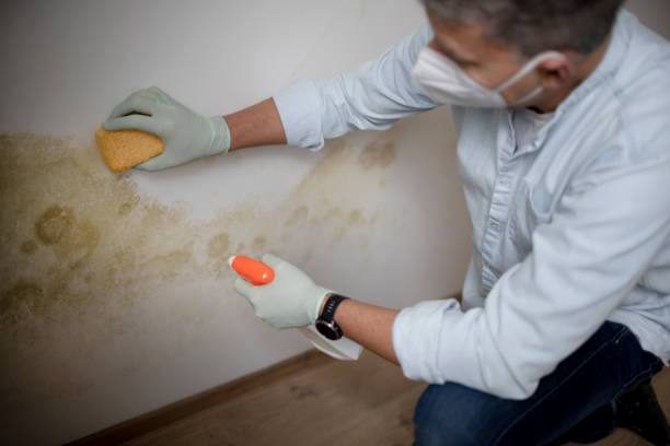 Crawl Space Mold Removal in St Charles, IL