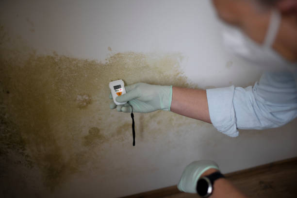 Reliable St Charles, IL Mold Removal Solutions