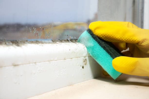 Best Mold Removal Company Near Me  in St Charles, IL