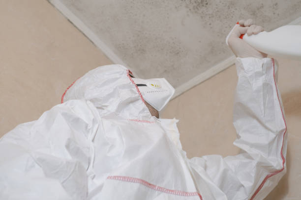 Best Same-Day Mold Removal  in St Charles, IL