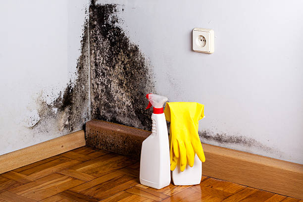 Best Emergency Mold Removal  in St Charles, IL
