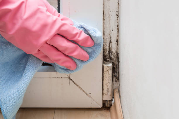 Best Mold Cleaning Services  in St Charles, IL