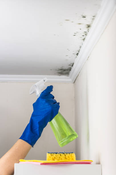 Certified Mold Removal in St Charles, IL