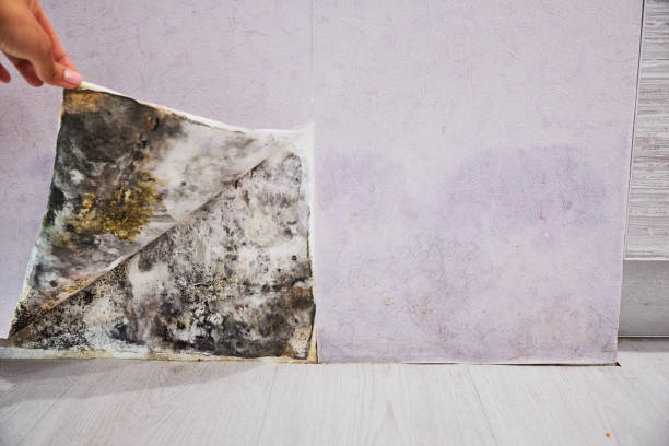 Best Mold Damage Repair  in St Charles, IL